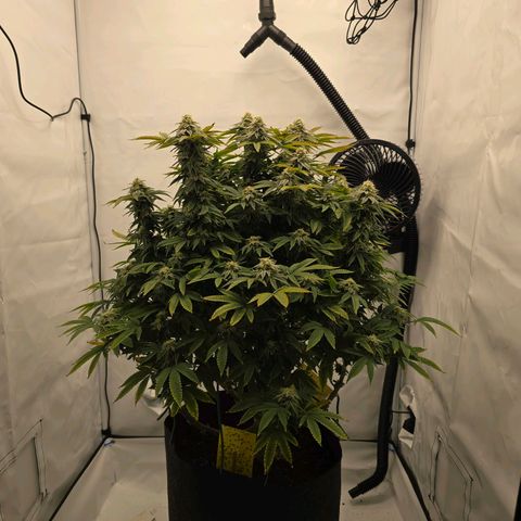 Mary growlog timeline photo