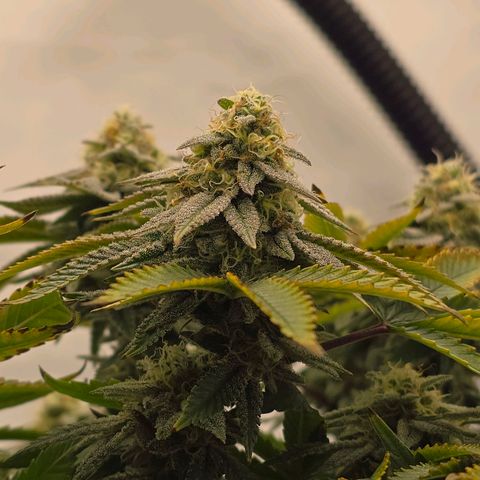 Mary growlog timeline photo