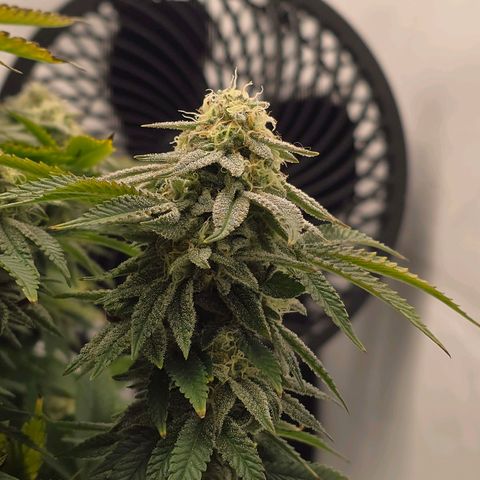 Mary growlog timeline photo