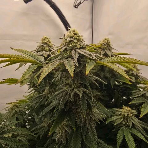 Mary growlog timeline photo