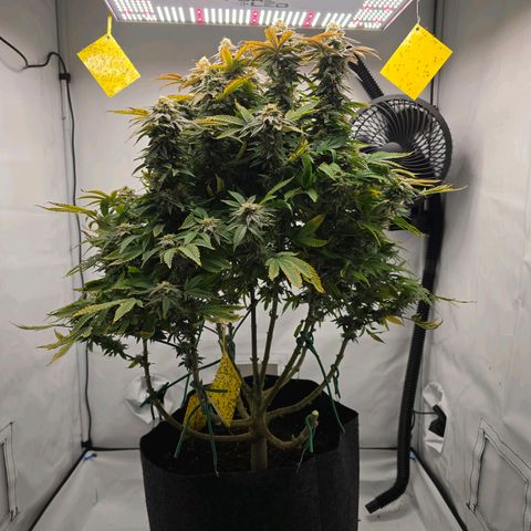 Mary growlog timeline photo