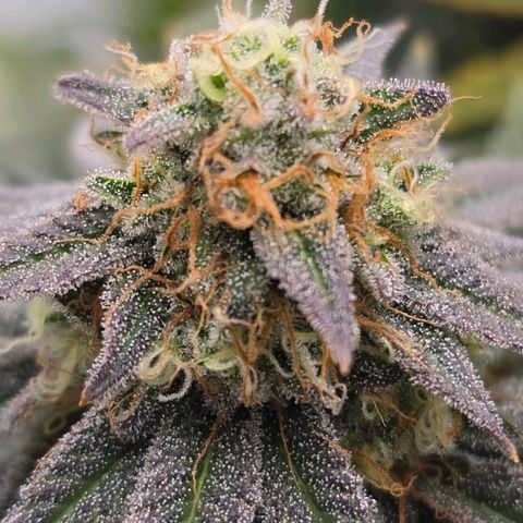 Mary growlog timeline photo