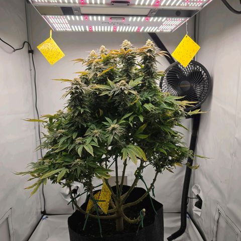 Mary growlog timeline photo