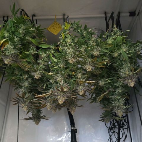 Mary growlog timeline photo