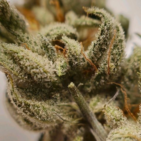 Mary growlog timeline photo