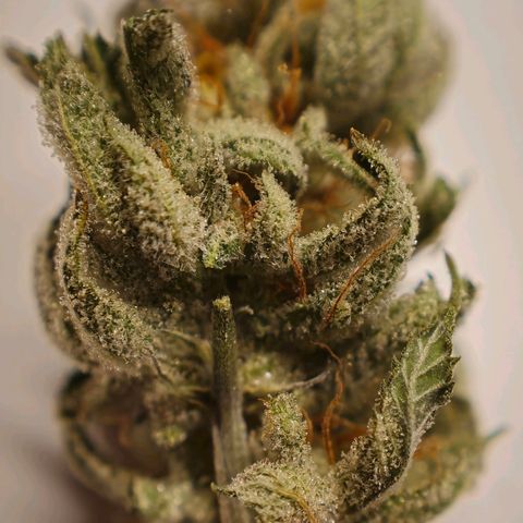 Mary growlog timeline photo
