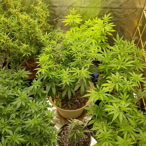 Bad Company #2 - Male growlog timeline photo