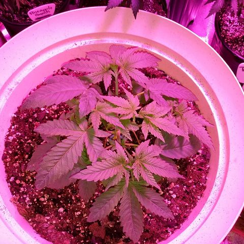 Bad Company #2 - Male growlog timeline photo