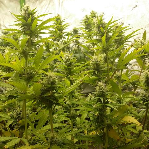 Bad Company #2 - Male growlog timeline photo
