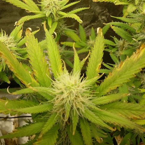 Bad Company #2 - Male growlog timeline photo