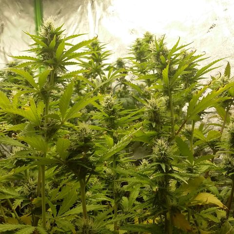 Bad Company #2 - Male growlog timeline photo