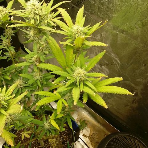 Bad Company #2 - Male growlog timeline photo