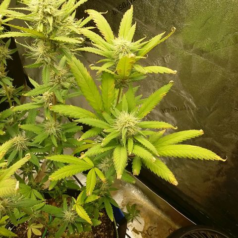 Bad Company #2 - Male growlog timeline photo