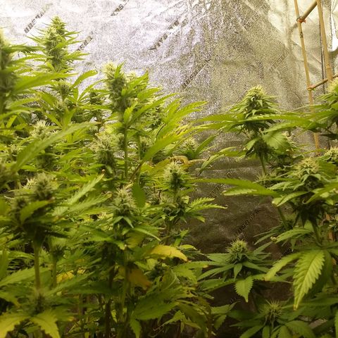 Bad Company #2 - Male growlog timeline photo