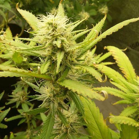 Bad Company #2 - Male growlog timeline photo