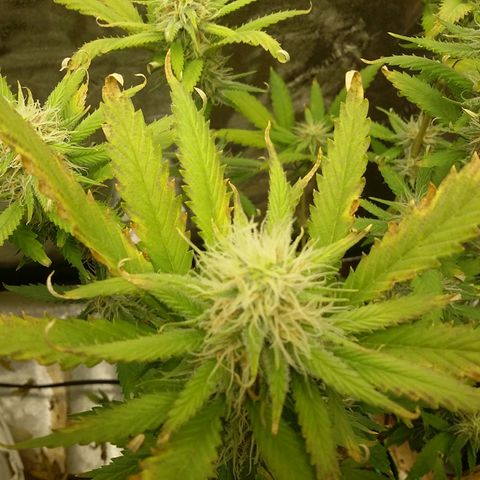 Bad Company #2 - Male growlog timeline photo