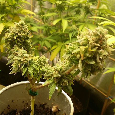 Bad Company #2 - Male growlog timeline photo