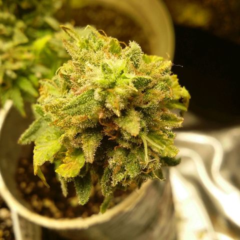Bad Company #2 - Male growlog timeline photo
