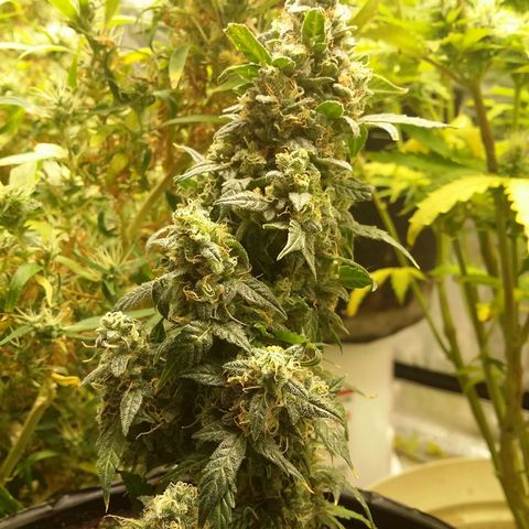 Bad Company #2 - Male growlog timeline photo
