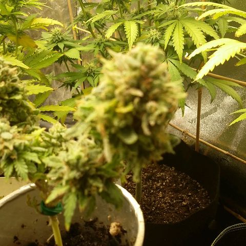 Bad Company #2 - Male growlog timeline photo