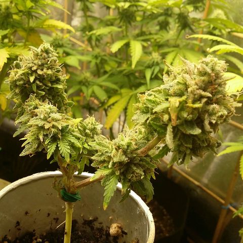 Bad Company #2 - Male growlog timeline photo