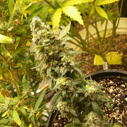 Bad Company #2 - Male growlog timeline photo