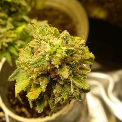 Bad Company #2 - Male growlog timeline photo