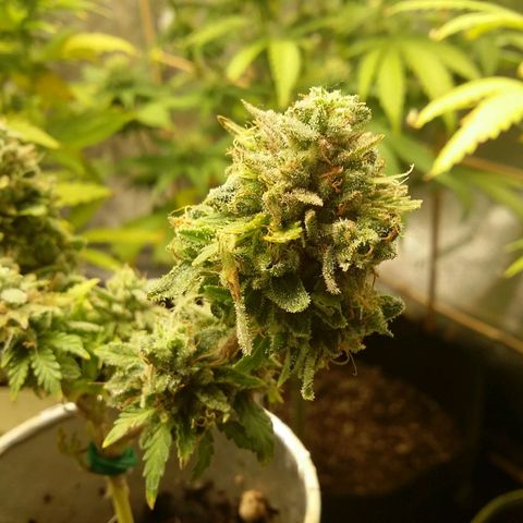 Bad Company #2 - Male growlog timeline photo