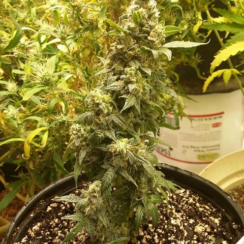 Bad Company #2 - Male growlog timeline photo