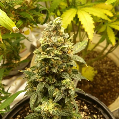 Bad Company #2 - Male growlog timeline photo
