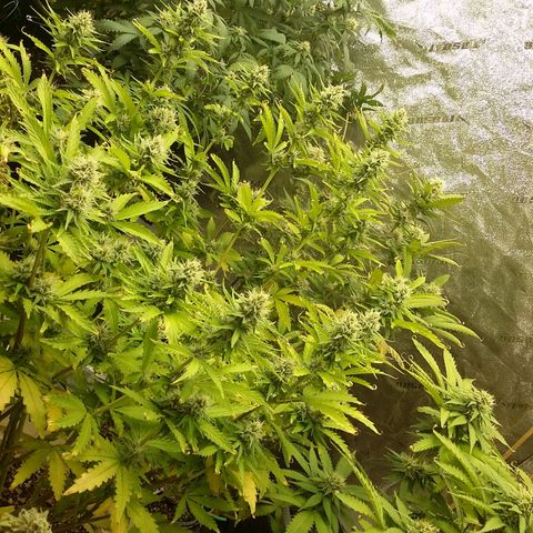 Bad Company #2 - Male growlog timeline photo