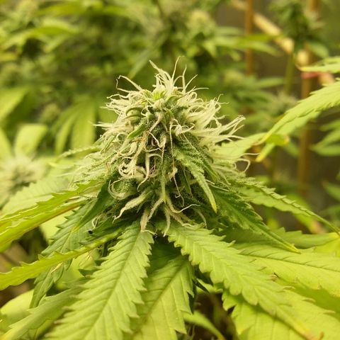 Bad Company #2 - Male growlog timeline photo