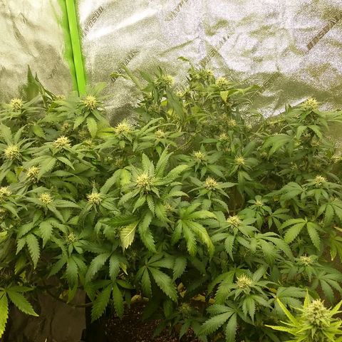 Bad Company #2 - Male growlog timeline photo
