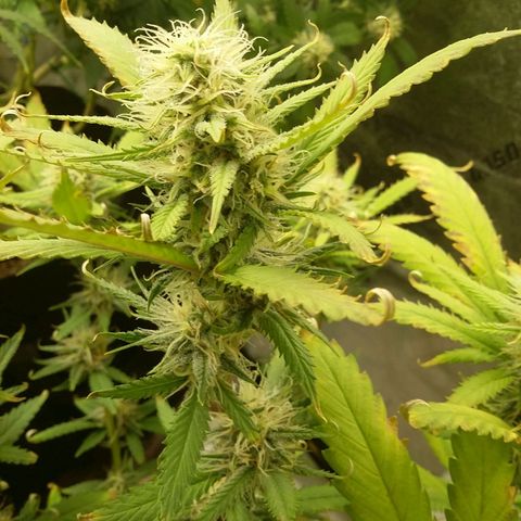 Bad Company #2 - Male growlog timeline photo