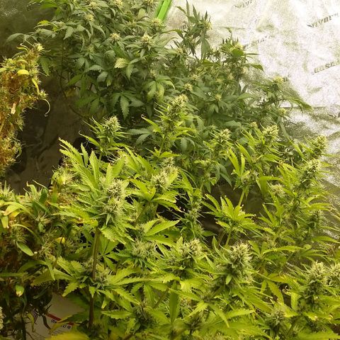 Bad Company #2 - Male growlog timeline photo