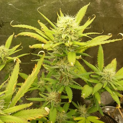 Bad Company #2 - Male growlog timeline photo