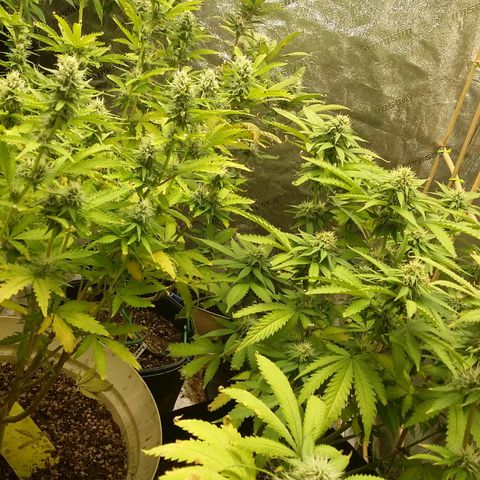 Bad Company #2 - Male growlog timeline photo
