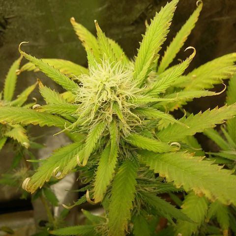 Bad Company #2 - Male growlog timeline photo