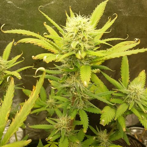 Bad Company #2 - Male growlog timeline photo