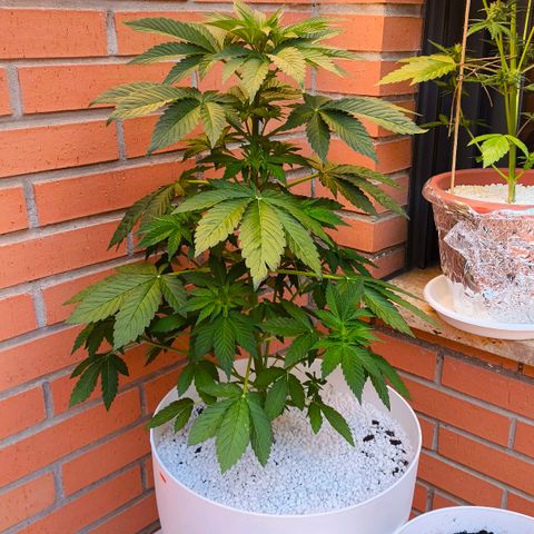 Super Skunk 32cm growlog timeline photo