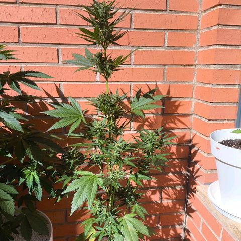 Northern Lights 25cm growlog timeline photo