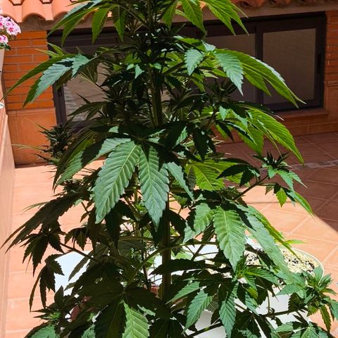 Super Skunk 32cm growlog timeline photo