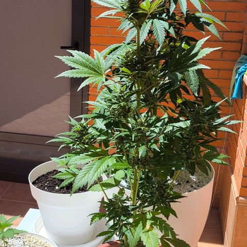Northern Lights 25cm growlog timeline photo