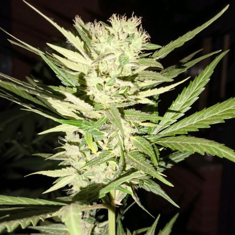 Northern Lights 25cm growlog timeline photo