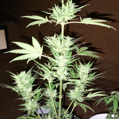 Northern Lights 25cm growlog timeline photo