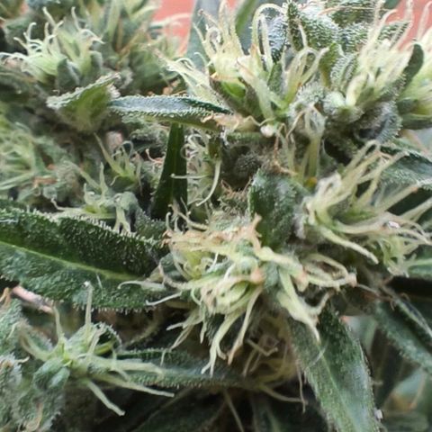 Northern Lights 25cm growlog timeline photo