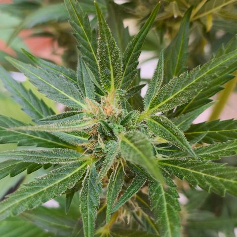 Northern Lights 25cm growlog timeline photo
