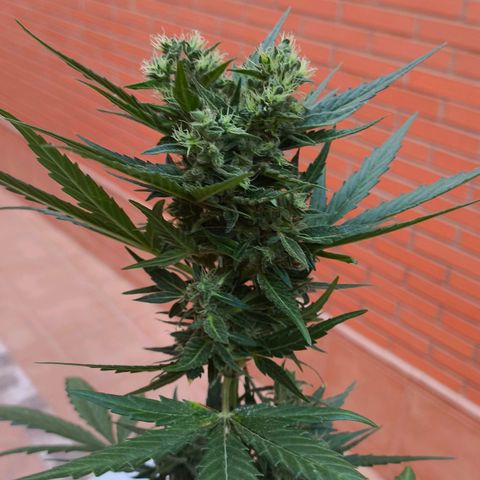 Northern Lights 25cm growlog timeline photo