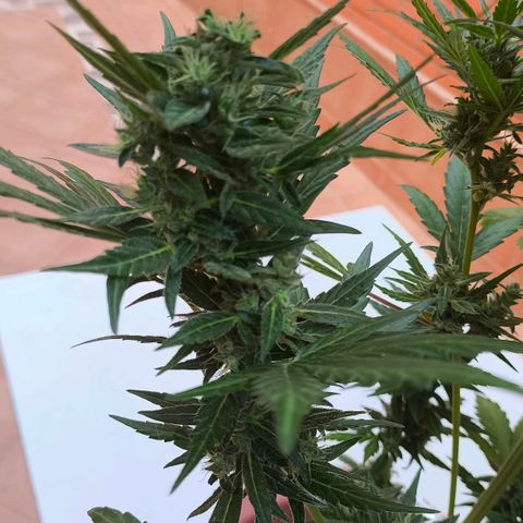 Northern Lights 25cm growlog timeline photo