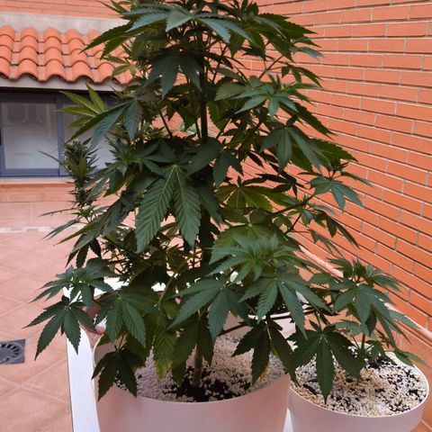 Super Skunk 32cm growlog timeline photo